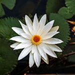 Close-up of a white Water Lily.