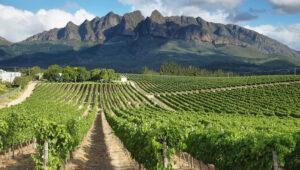 Rows of vineyards stretching toward rugged mountains along Route 62, South Africa.