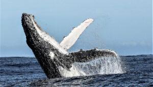 Whale breaching in Walker Bay, seen from Birkenhead House.