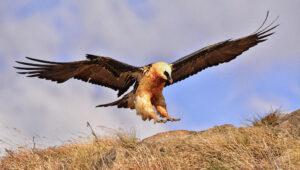 A bearded vulture with prey in the Drakensberg Mountain Range, Witsieshoek area.
