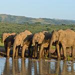 A herd of elephants dirnking side by side at a waterhole.