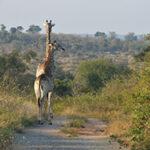 Two girrafes walking on a dirt road in Kruger National Park.