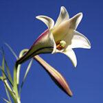 White flower against a vivid blue sky.