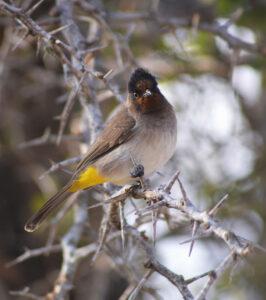 Small brown bird with black head and yellow tail, sitting on a branch.