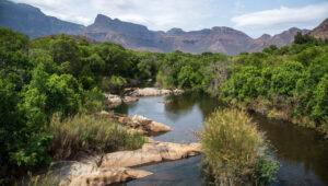 Tranquil river winding through forest with mountain backdrop along the Panorama Route, Blyde River Canyon.