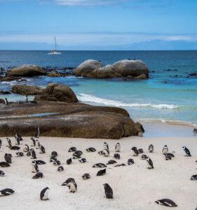 A colony of African penguins on the beach at Boulders Beach, South Africa.