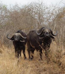 Two buffalo standing in dry bushveld in Kruger National Park, South Africa.