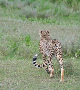 A cheetah walking away in the Madikwe Game Reserve.