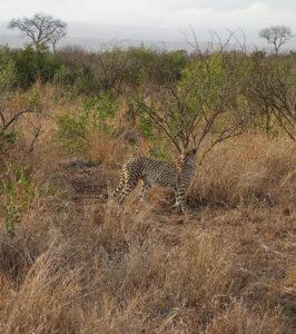 Cheetah standing alert in the bush at Timbavati Game Reserve, South Africa.