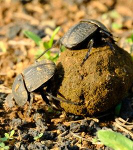 Close-up of a dung beetles during a walking safari.