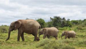 A mother elephant and babies at AfriCamps Addo Elephant Park, South Africa.