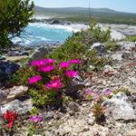 Bright pink wildflowers blooming along the West Coast of South Africa.