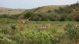 Giraffes and Zebras in the Hluhluwe Game Reserve.