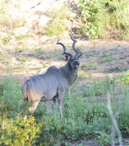 Beautiful Kudu spotted in the bush in Madikwe Game Reserve.
