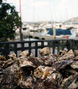 Fresh oysters served at the harbour in Hermanus.