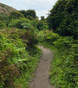 Hiking trail in the forest of Tsitsikamma.