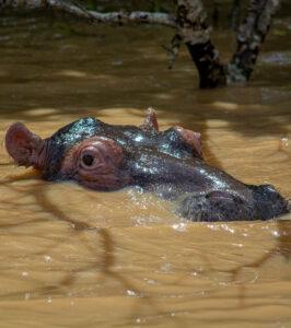A hippo in the water, Isimangaliso Wetland Park