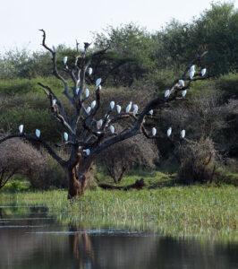 Large flock of white birds sitting on a dead tree standing in a lake.