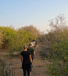 Guided bush walk through the bushveld in Kruger National Park, South Africa.