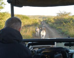 Zebra walking on a dirt road infront of a safari vehicle on a game drive.