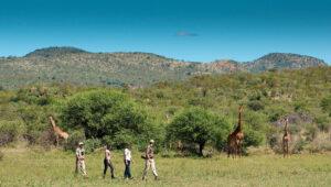Guide leading guests on a walking safari through open grassland alongside giraffes at Madikwe Safari Lodge.