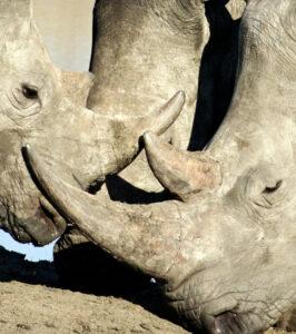 A close up picture of two rhinos in the Hluhluwe Game Reserve.