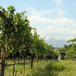 Green vinyards in Stellenbosch.