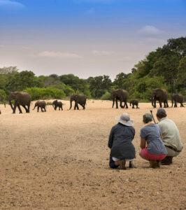 Guests on a bush walk watching elephants at Tanda Tula, South Africa.
