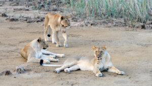 Three lions n the Madikwe Game Reserve.