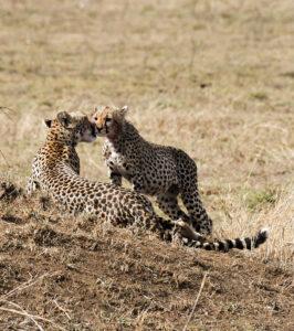 Adult cheetah nuzzling a cub on the grassy plains of South Africa.