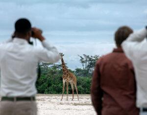Walking safari guide and guests encountering a giraffe in the bush.