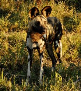 Wild dog standing alert in the grass, South Africa.