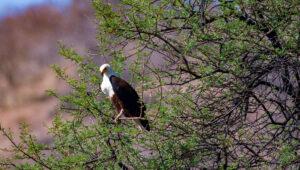 African Fish Eagle sitting ona tree branch.