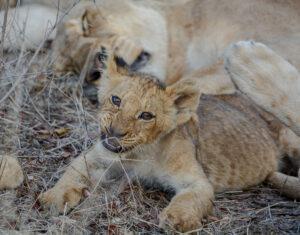 A lion cub playing with its mother in Arathusa Safari Lodge, South Africa.