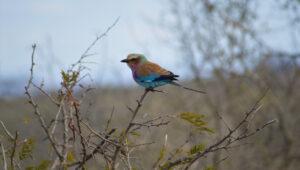 A lilac-breasted roller perched in Kruger National Park, South Africa.