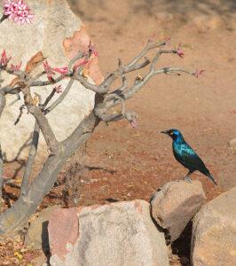 Glossy starling perched on a rock at Madikwe Game Reserve, South Africa