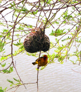 Yellow bird and it's nest hanging above the river.