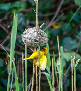 A yellow bird and its nest in Isimangaliso Wetland Park.