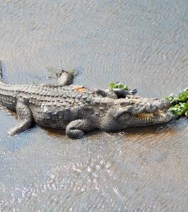Crocodile resting on a riverbank in Kruger National Park, South Africa.