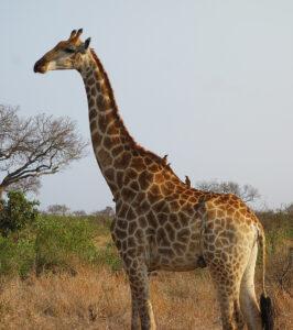A giraffe in the