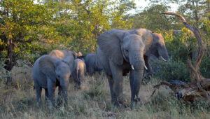 Elephant herd with calves in the bush at Timbavati Game Reserve, South Africa