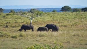 rhinos eating in the iSimangaliso Wetland Park.