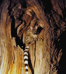 Genet spotted on a night game drive, South Africa.