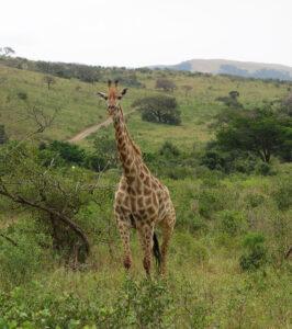 A giraffe standing in the Hluhluwe Game Reserve.