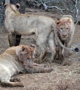 A pride of lions with blood-stained faces gathered after a kill in Kruger National Park.