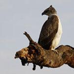 Martial Eagle sitting on a dead branch.