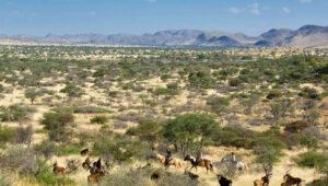 Vast open plains with scattered trees and an antelope at Motse Tswalu during a horse ride.