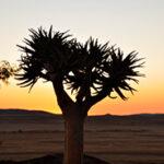 Quiver tree silhouetted against an orange sunset sky in the Naukluft Mountains, Namibia.