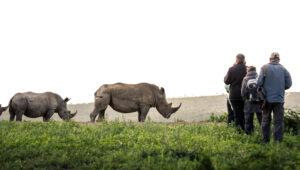 Guests observing two white rhinos at close range during a walking safari at Rhino Ridge Safari Lodge.