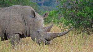 A rhino in the bush of the Hluhluwe Game Reserve.
